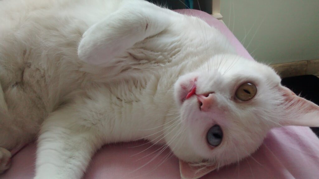 Talking about my cats